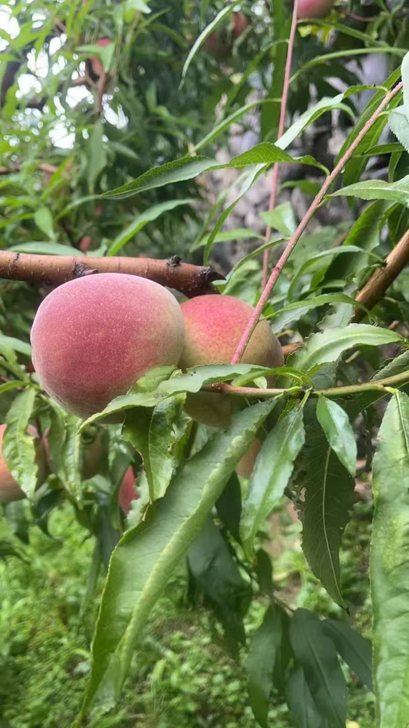 《山东毛桃》平邑精品毛桃大量有货销售，价格便宜，全国代发