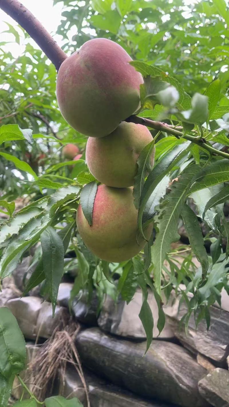 《山东毛桃》平邑精品毛桃大量有货销售，价格便宜，全国代发