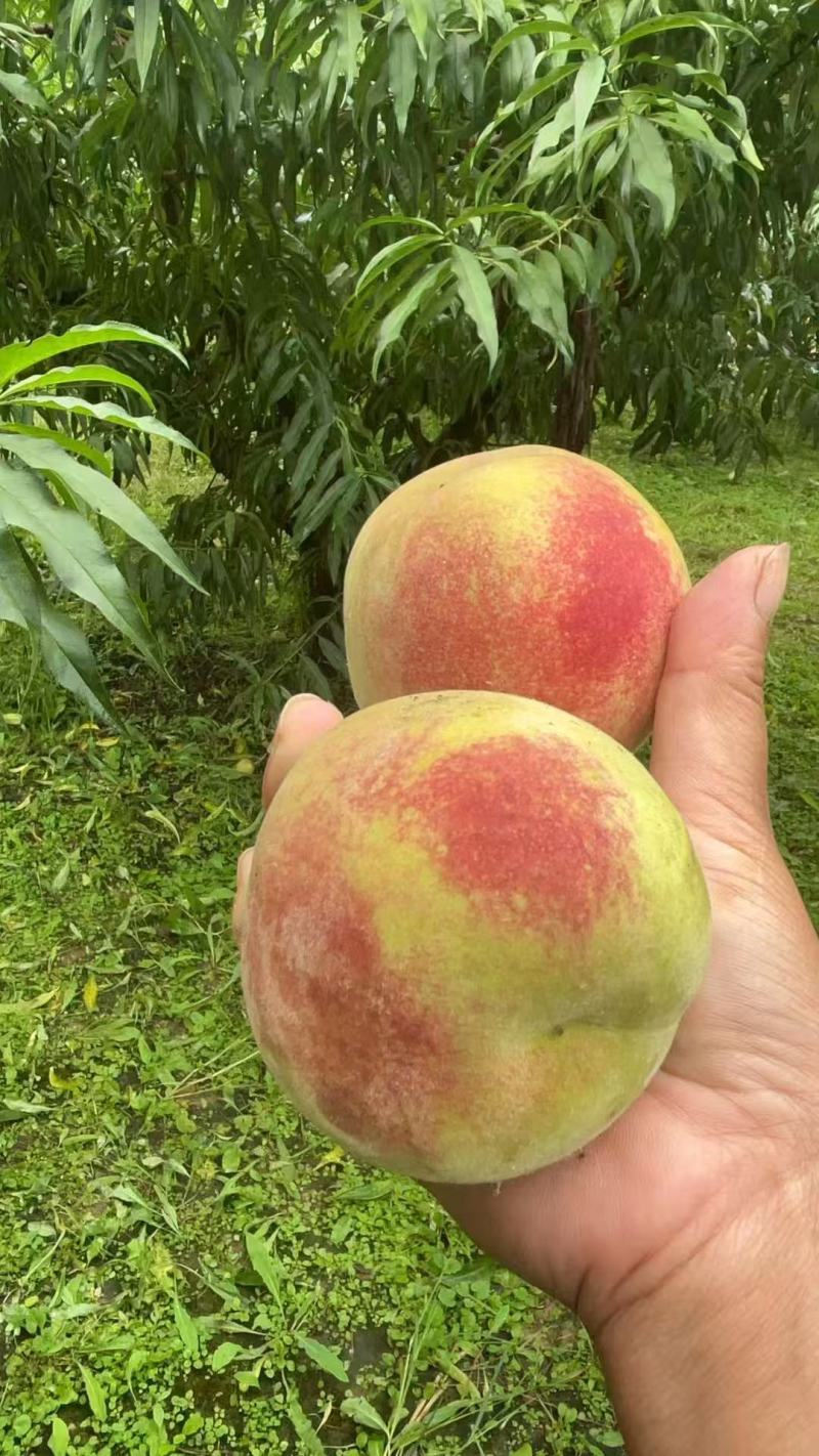 《山东毛桃》平邑精品毛桃大量有货销售，价格便宜，全国代发