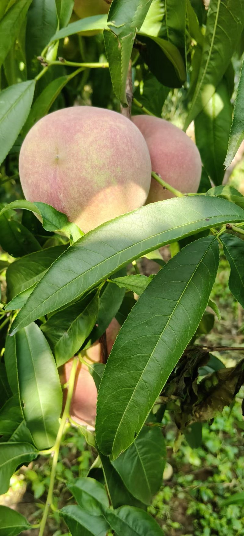 《山东毛桃》平邑精品毛桃大量有货销售，价格便宜，全国代发