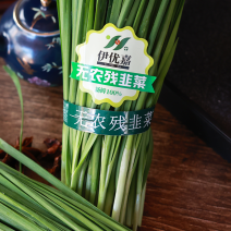 【热卖】无农残大叶韭菜质量保证一手货源欢迎采购咨询
