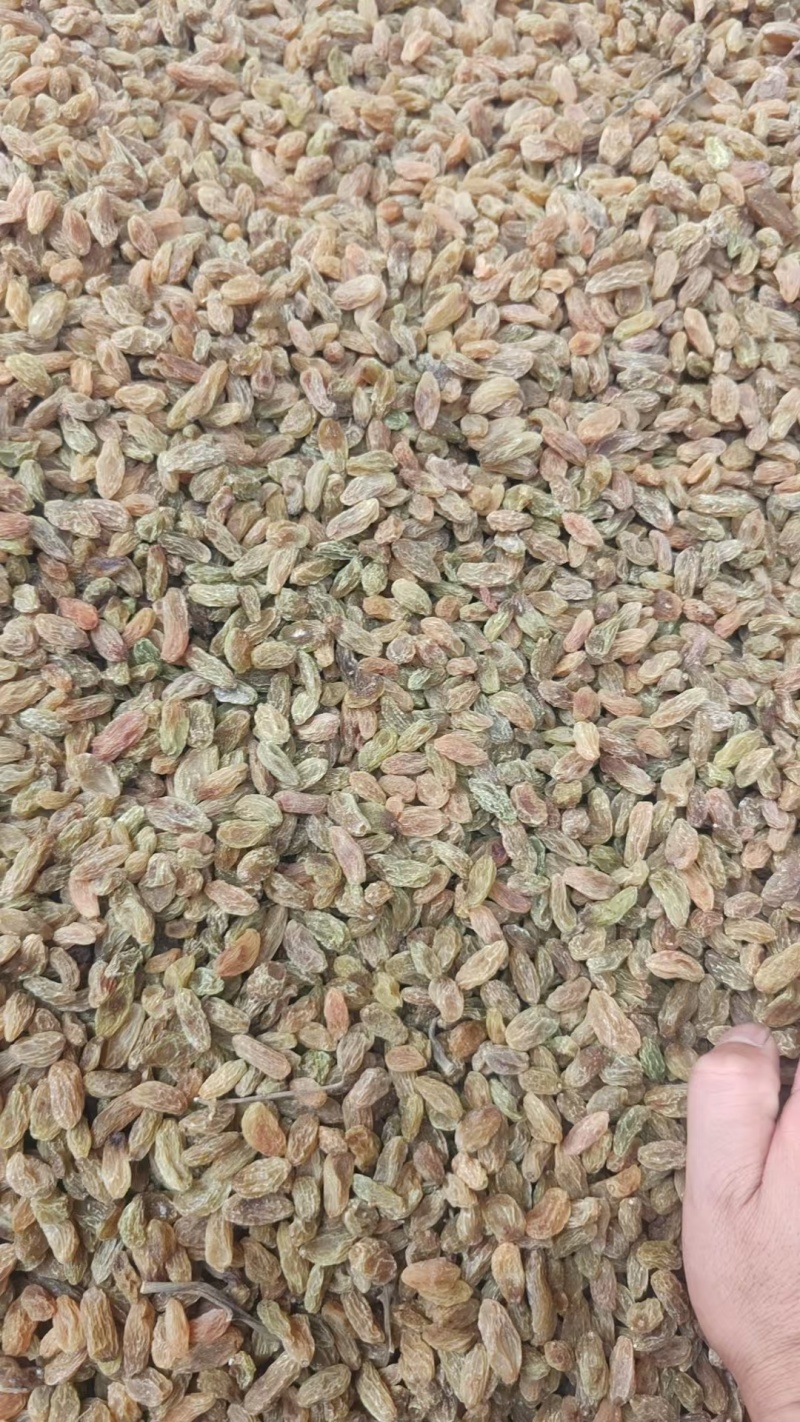 无核白葡萄干，量大质优价格优惠一手货源欢迎咨询采购