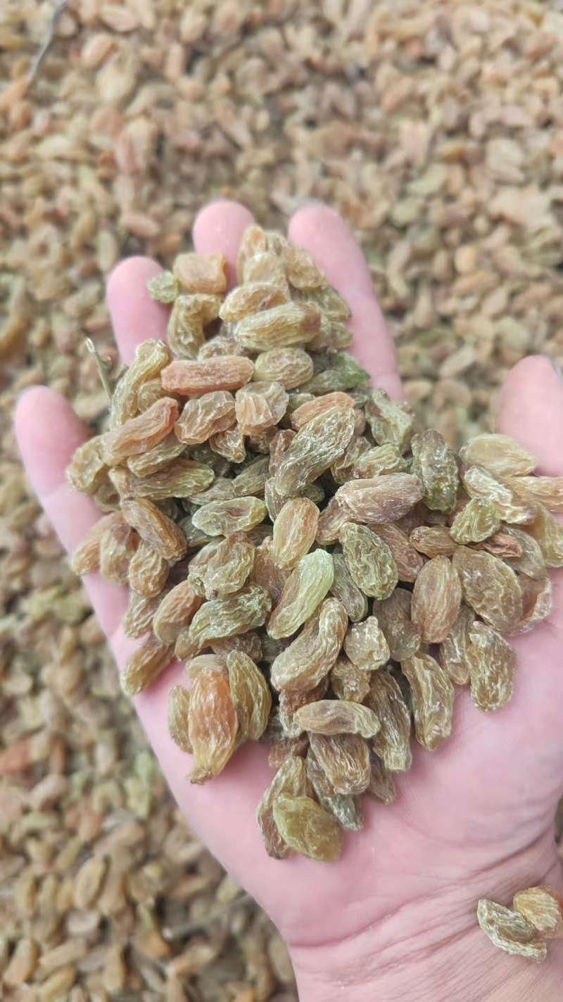 无核白葡萄干，量大质优价格优惠一手货源欢迎咨询采购