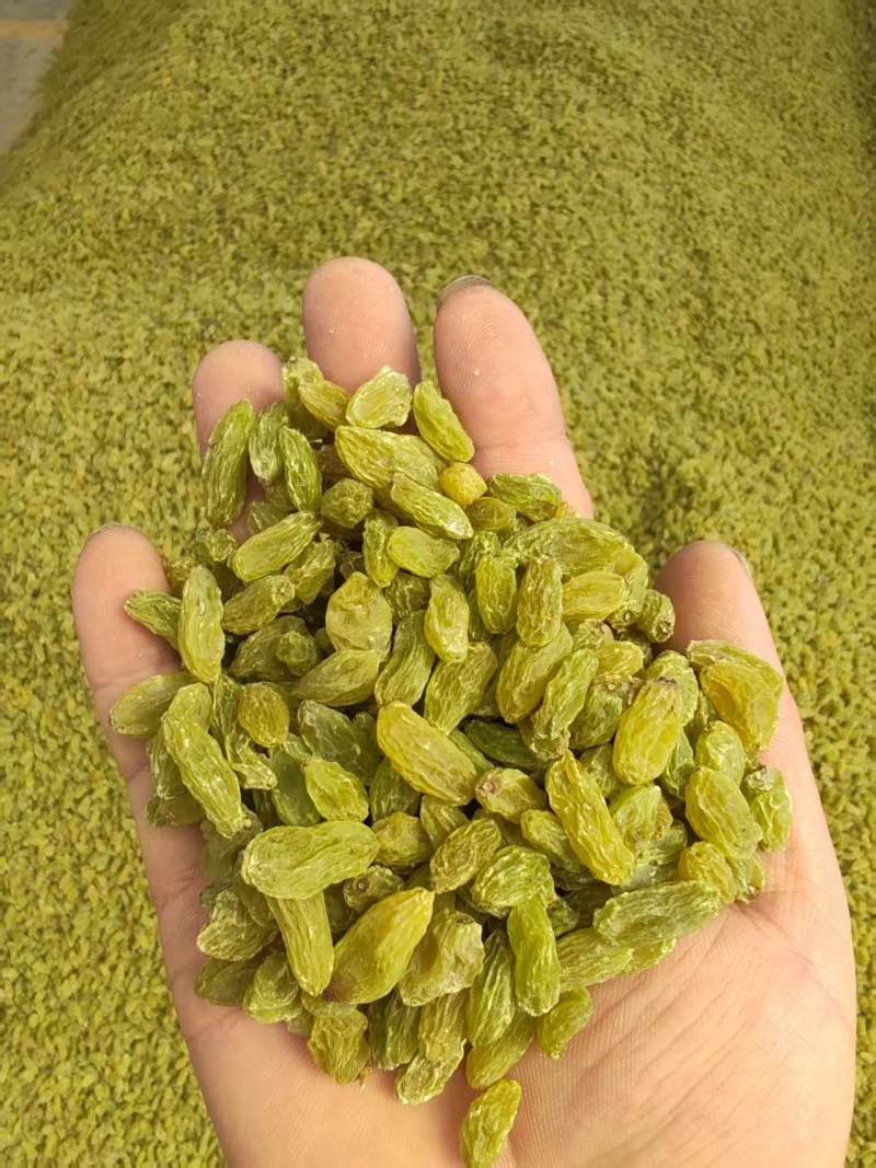 无核白葡萄干，量大质优价格优惠一手货源欢迎咨询采购