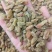 葡萄干量大质优价格优惠一手货源欢迎咨询采购
