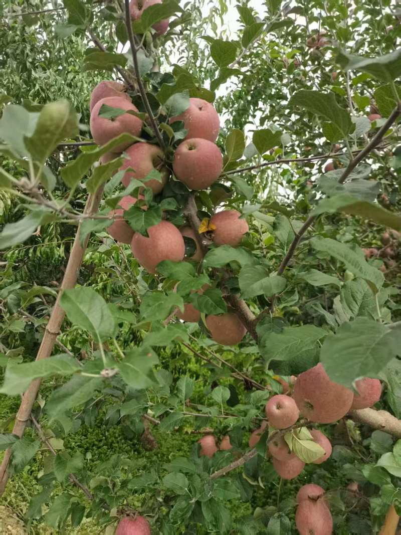 精品红富士苹果【货源充足】量大从优价格实惠可视频看货
