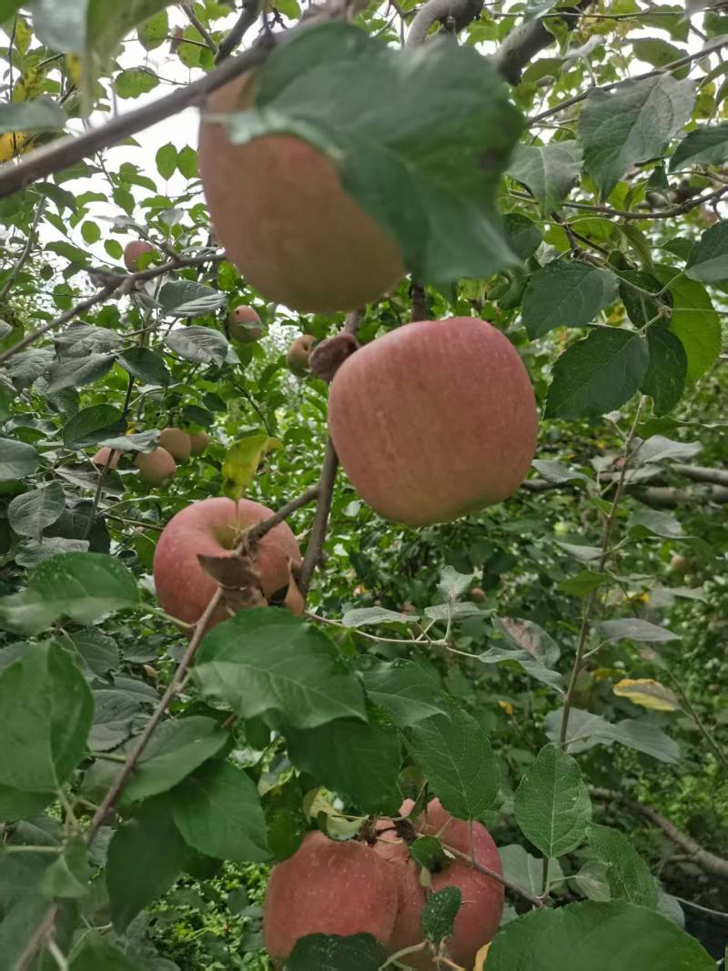 精品红富士苹果【货源充足】量大从优价格实惠可视频看货