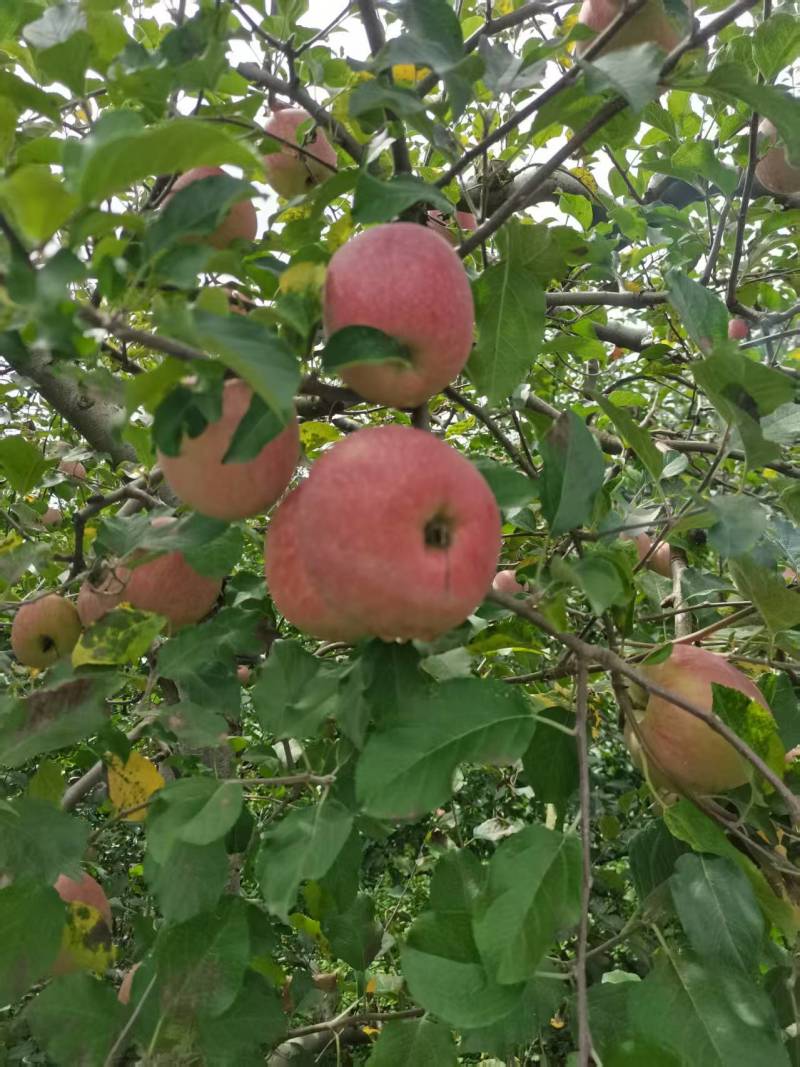 精品红富士苹果【货源充足】量大从优价格实惠可视频看货