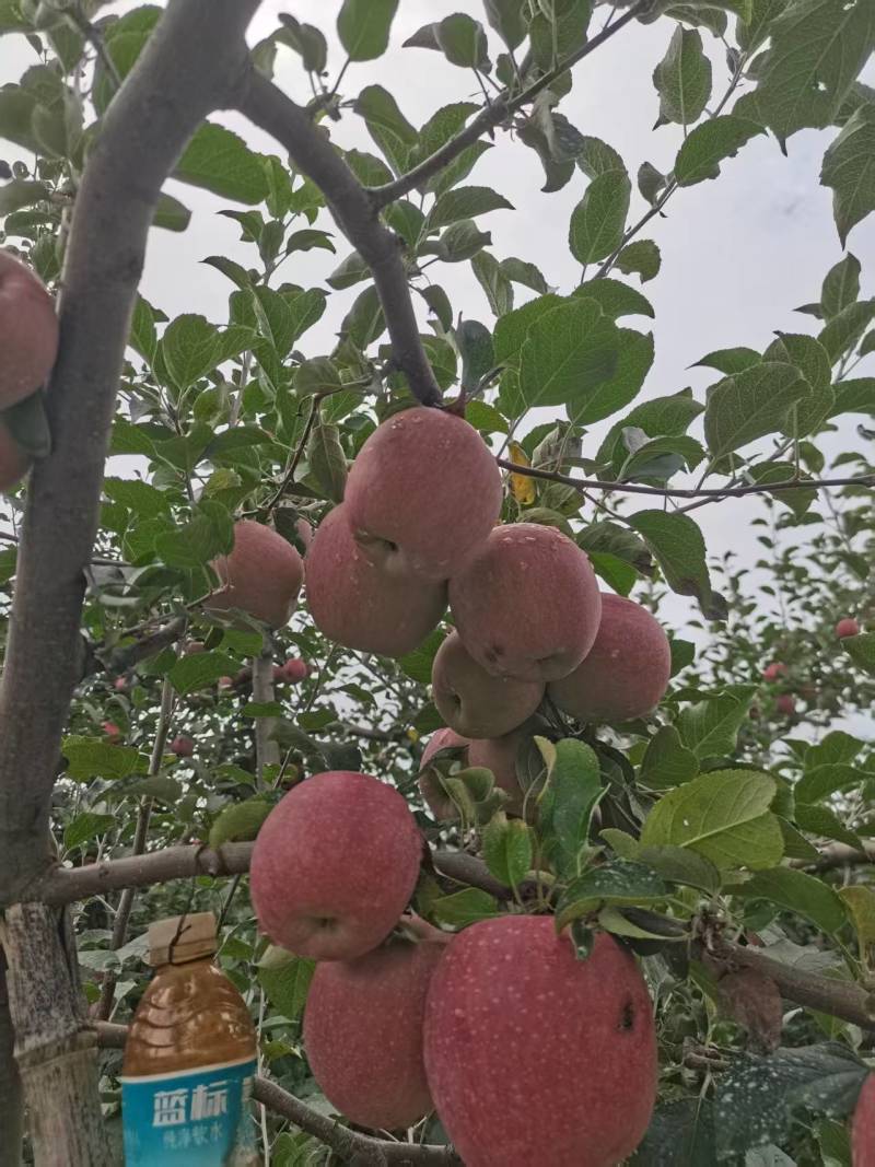 精品红富士苹果【货源充足】量大从优价格实惠可视频看货