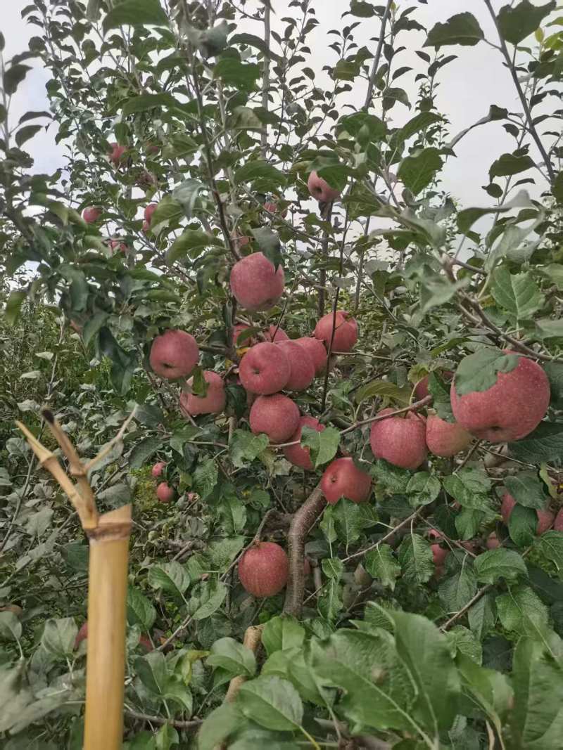 精品红富士苹果【货源充足】量大从优价格实惠可视频看货