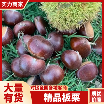 【热卖】板栗栗子山东板栗对接炒货店电商市场等