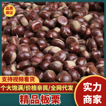 【推荐】山东板栗栗子产地一手货源货源充足一件代发