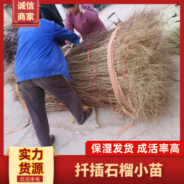 【石榴苗】扦插石榴小苗30公分以上保湿发货保证质量成活率高