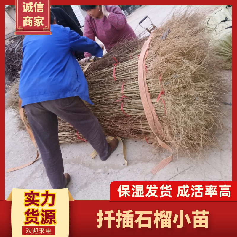 【石榴苗】扦插石榴小苗30公分以上保湿发货保证质量成活率高