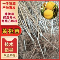 【实力货源】做罐头的黄桃苗代发货嫁接苗南北方种植保湿补水