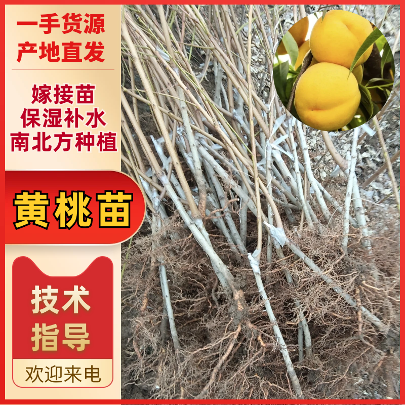 【实力货源】做罐头的黄桃苗代发货嫁接苗南北方种植保湿补水