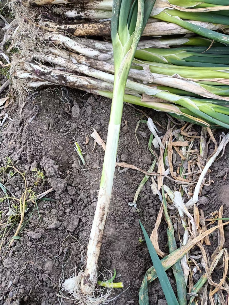 大葱齐齐哈尔长白大葱大量上市，量大价格从优，可视频看货