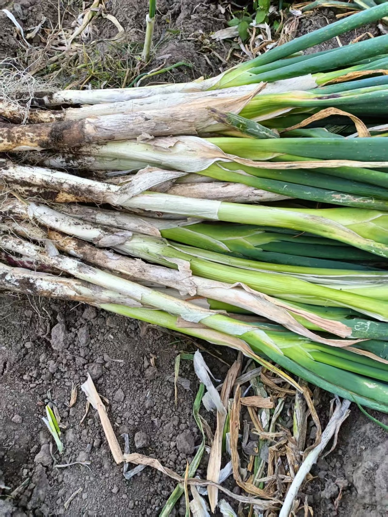 大葱齐齐哈尔长白大葱大量上市，量大价格从优，可视频看货