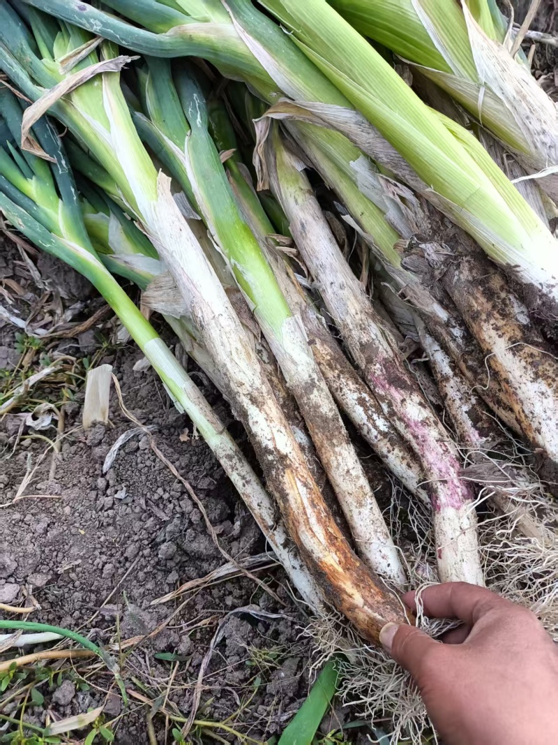 大葱齐齐哈尔长白大葱大量上市，量大价格从优，可视频看货