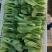 小青菜油菜基地直销量大质优价格优惠欢迎各大老板采购