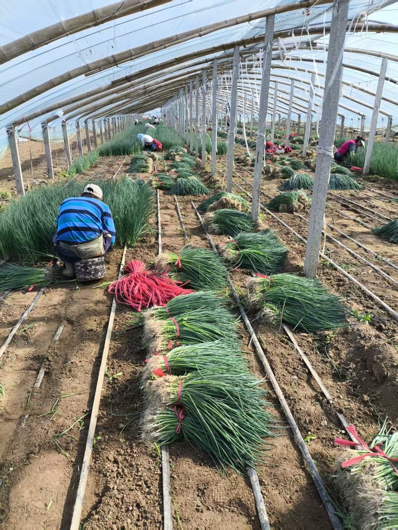 万亩基地优质【铁杆葱苗】大量有货诚信经营假一赔十