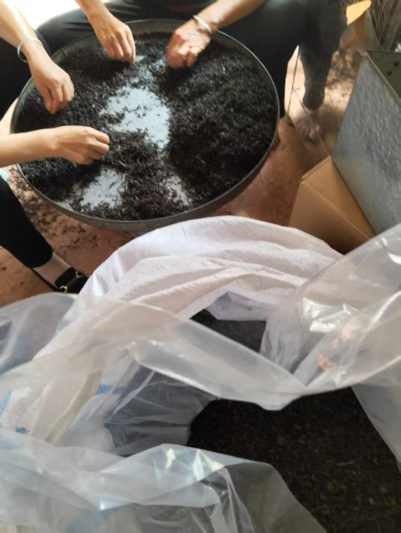 福建涂岭正山小种/涂岭红茶产地直发/量大价优/欢迎下单