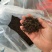 福建涂岭正山小种/涂岭红茶产地直发/量大价优/欢迎下单