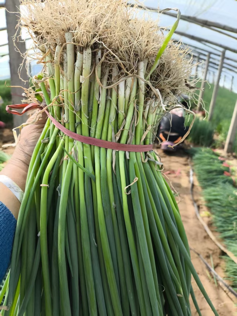 铁杆大葱葱苗，葱栽子。品质保证，量大优惠，来电咨询