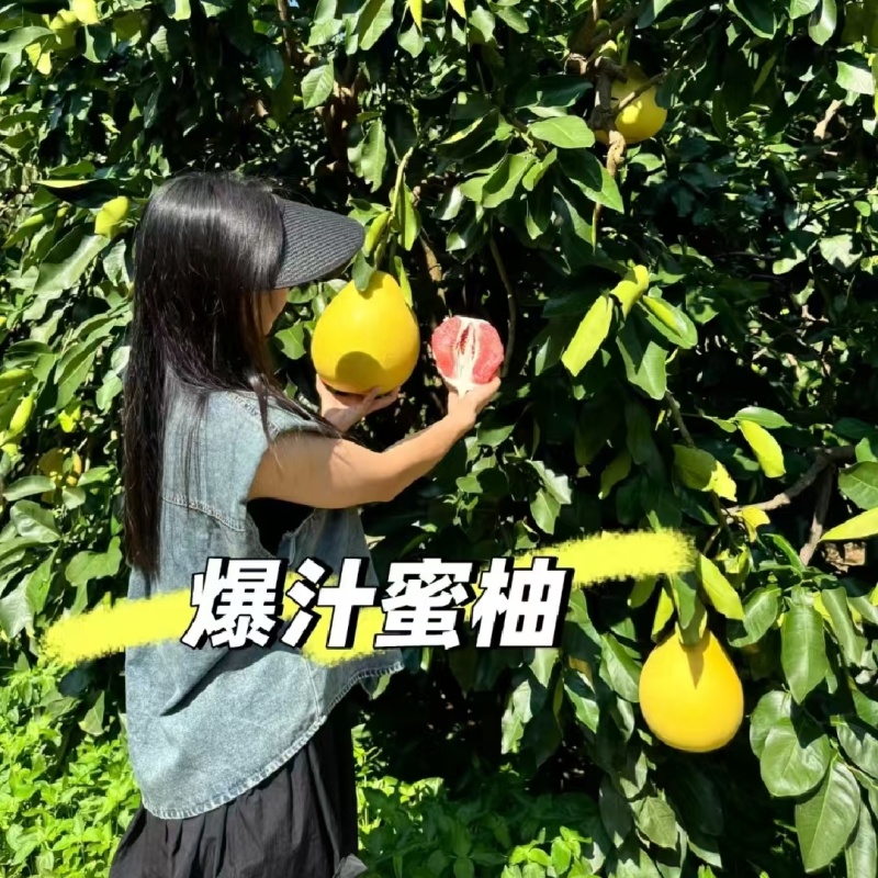 红心柚湖北宜昌柚子实力供应对接电商社区团购等