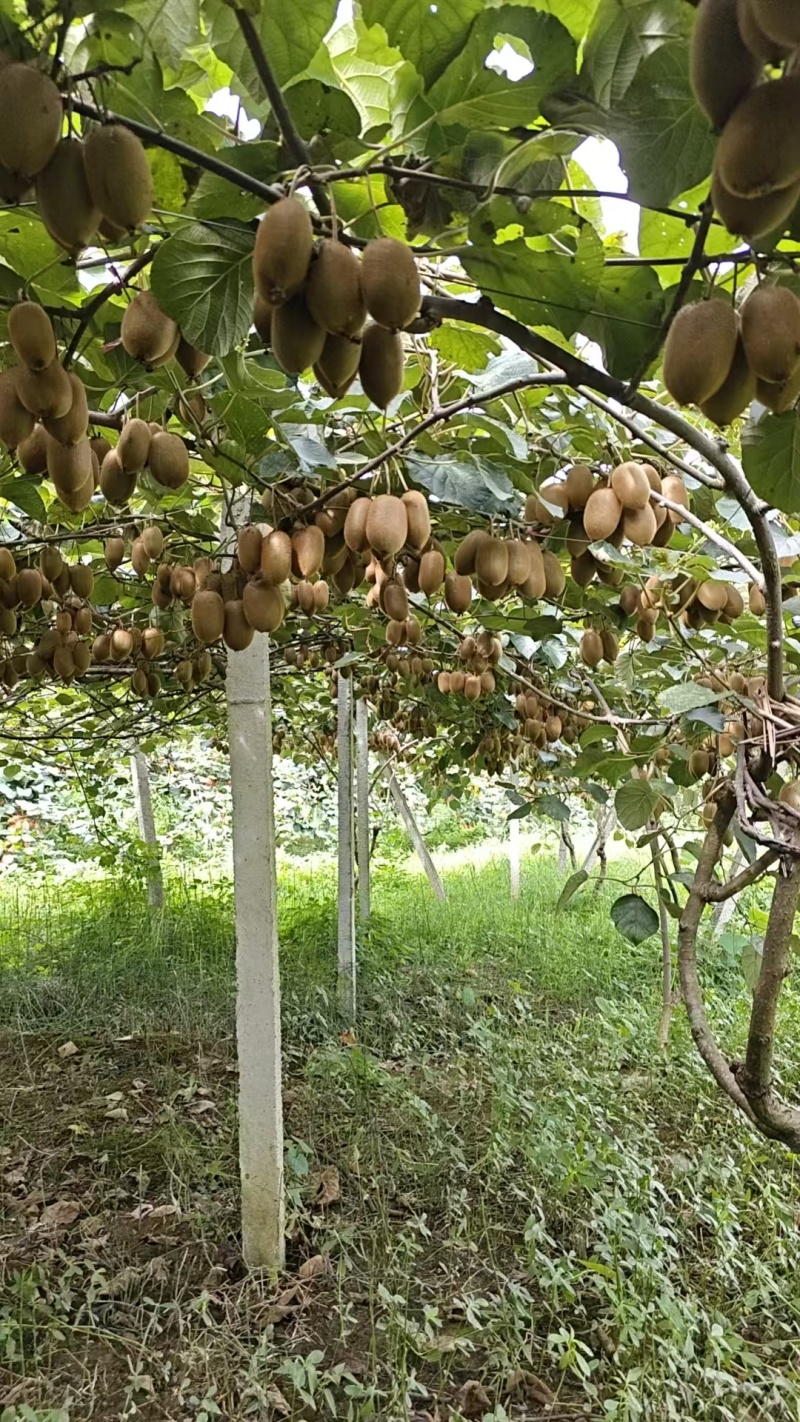 湖南绿心猕猴桃新鲜上市价格美丽质量好走货快清甜可口热卖中