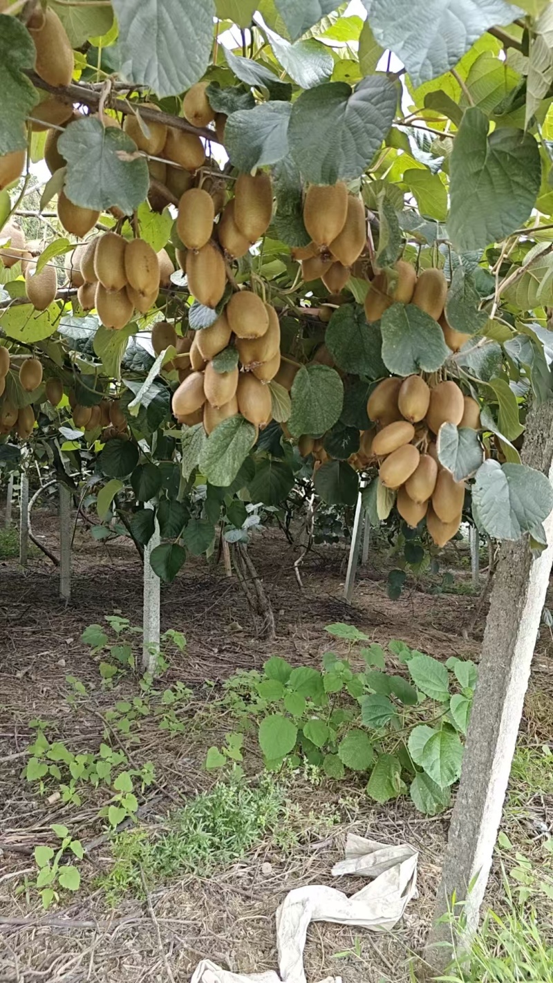 湖南绿心猕猴桃新鲜上市价格美丽质量好走货快清甜可口热卖中