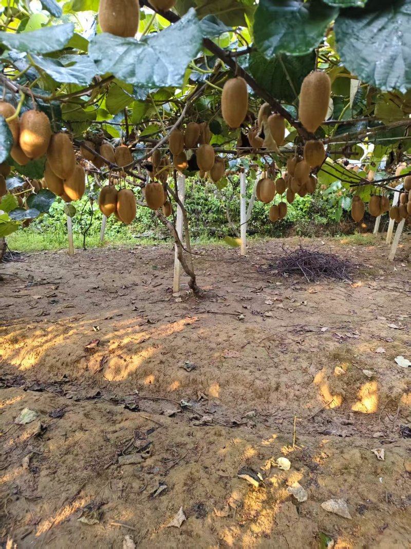 湖南绿心猕猴桃清甜可口价格美丽质量好走货快欢迎询价正在热