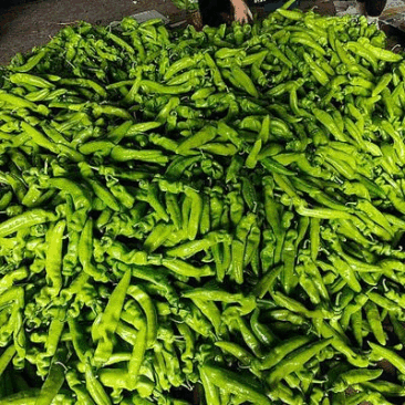 河南尖椒大量上市了全国发货欢迎老板来电咨询量大从优可视频