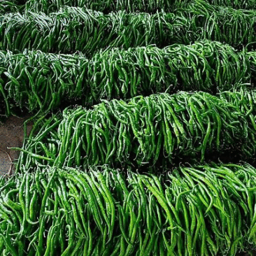 精品线椒大量供应中对接市场档口量大从优欢迎老板来电咨询