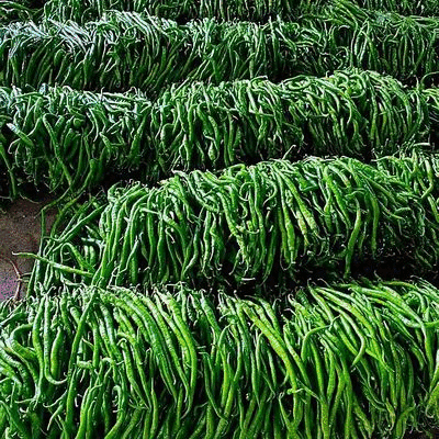 精品线椒大量供应中对接市场档口量大从优欢迎老板来电咨询