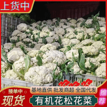 山东菜花/白面青梗（产地直供全国代发）欢迎来电