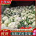 山东菜花/白面青梗（产地直供全国代发）欢迎来电