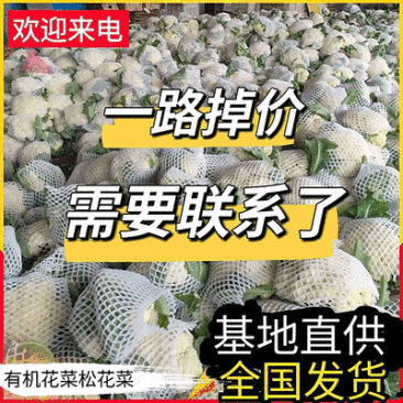 松花菜&白面青梗/产地大量现货供应中/全国发货/欢迎来电