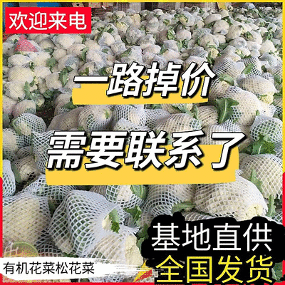 松花菜&白面青梗/产地大量现货供应中/全国发货/欢迎来电