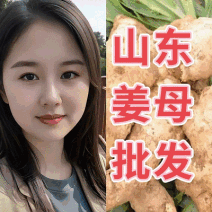 姜母常年批发【坏烂包赔/全国发货】大姜母小姜母/量大从优