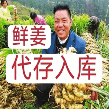青苗姜批发(冷库预订,代存入库)实力配资/老姜供应