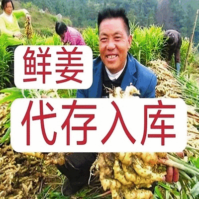 青苗姜批发（冷库预订，代存入库）实力配资/老姜供应