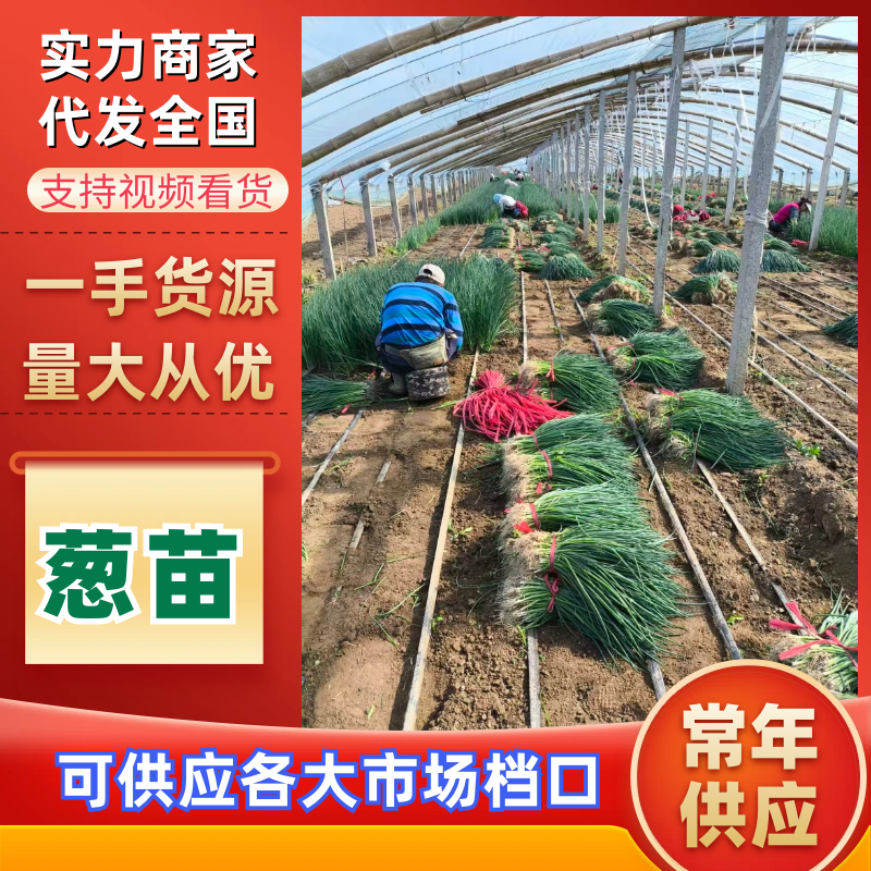 优质铁杆葱苗钢葱葱苗四季香葱苗现货有货假一赔十