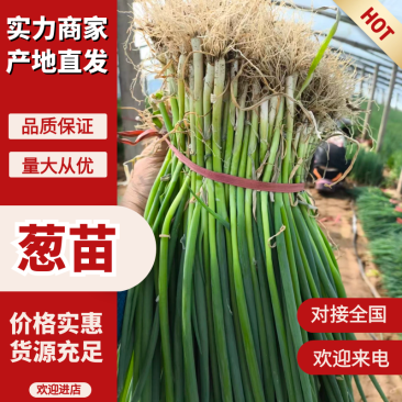 出售代育铁杆葱苗，钢葱苗，四季香葱苗，量大优惠假一赔十。