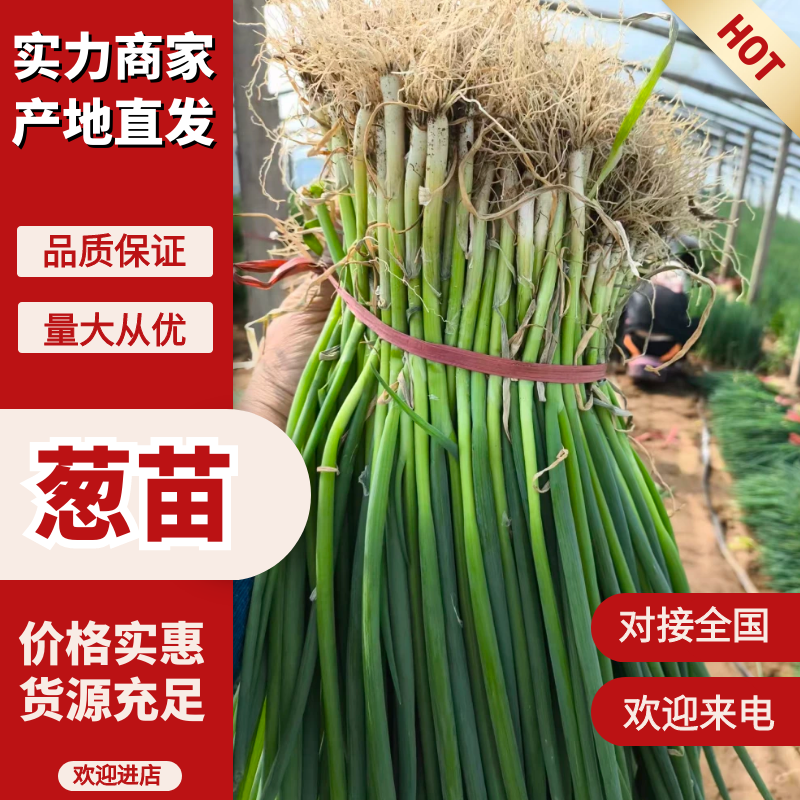 出售代育铁杆葱苗，钢葱苗，四季香葱苗，量大优惠假一赔十。