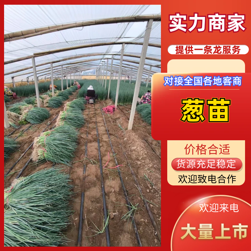 铁杆葱苗，钢葱苗，四季香葱苗，保质保量，量大从优