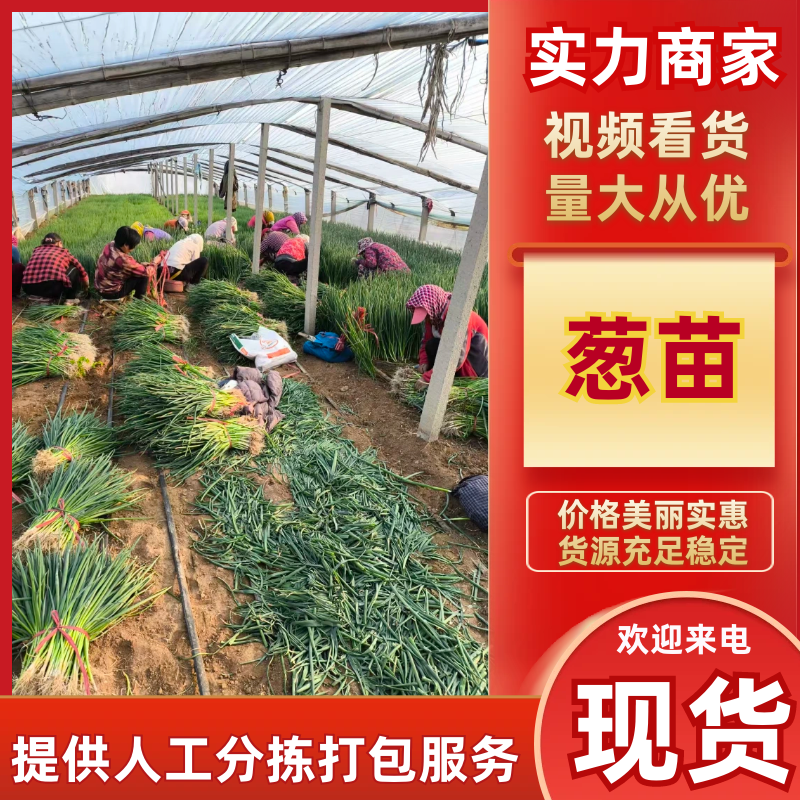 钢葱苗，铁杆葱苗，四季香葱苗，大小均匀有竹性，假一赔十