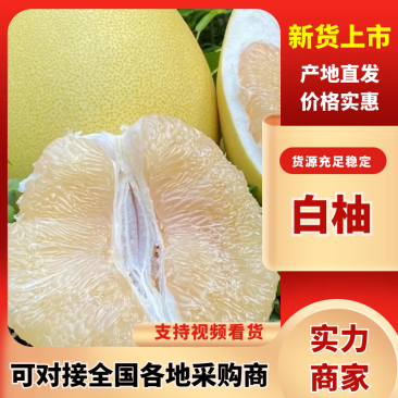 白柚湖北柚子宜昌白柚现摘现发品质保障对接全国等