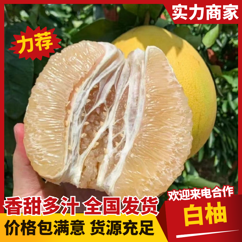 【热卖】白柚柚子产地一手货源现摘现发可实地考察