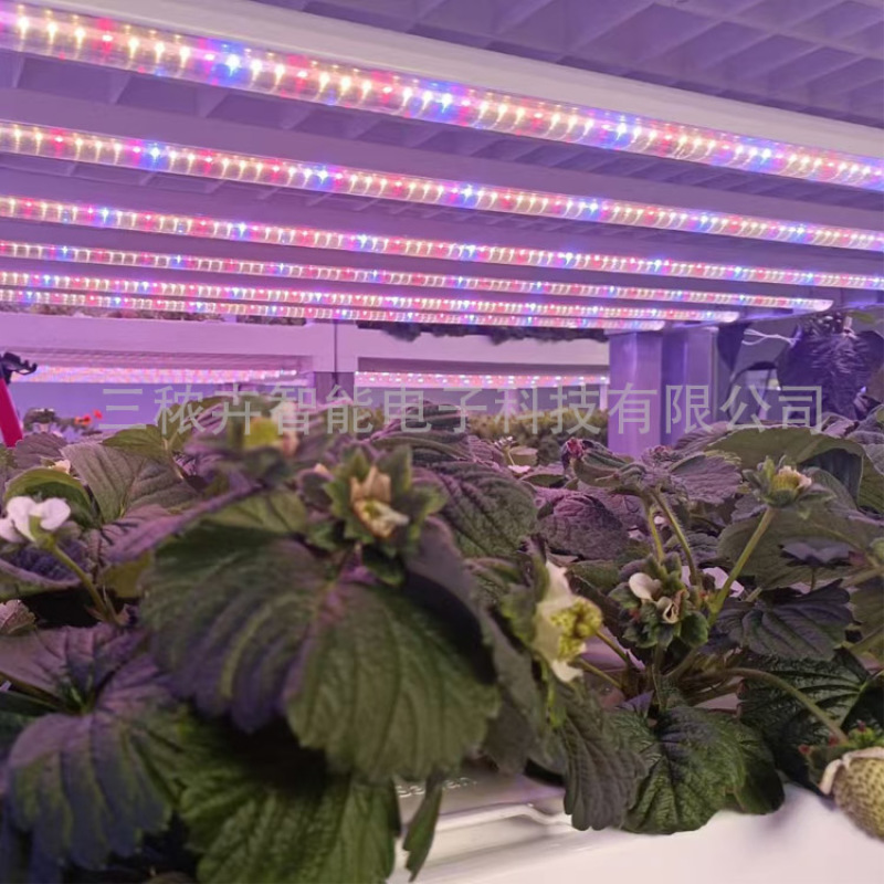30W-大棚草莓补光灯